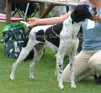 1st Open Dog